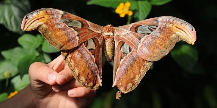 sonhar com mariposa