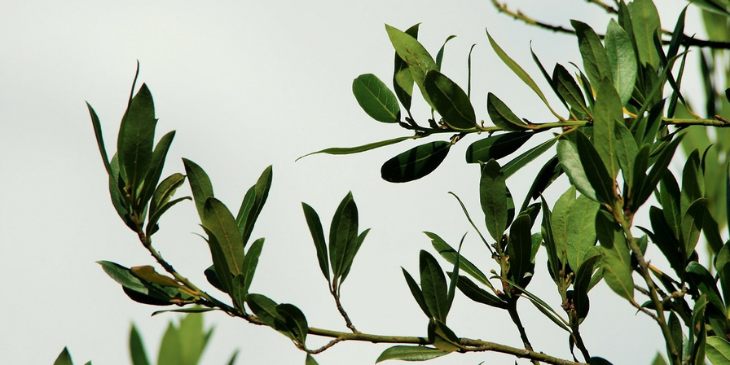 Plantas que trazem sorte