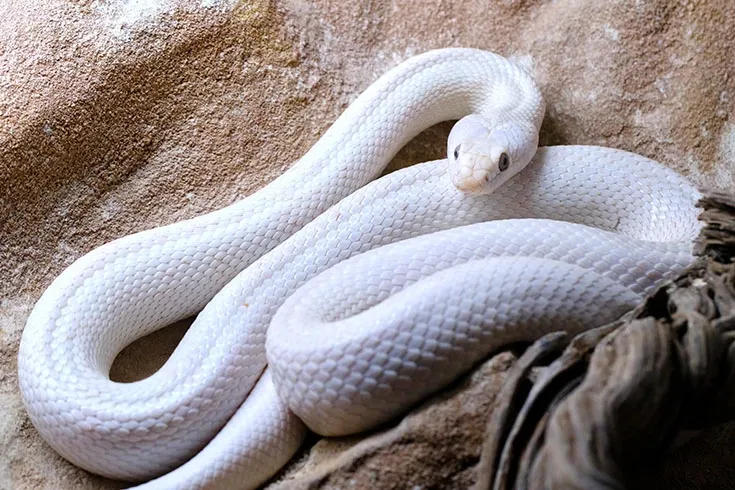 Uma cobra de cor branca parcialmente enrolada