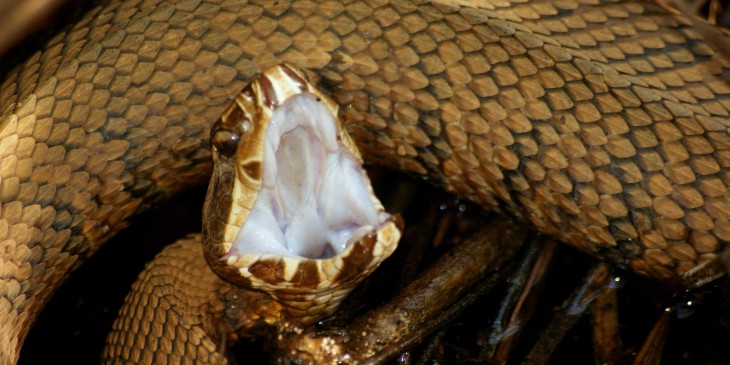 Sonhar com cobra azul - O que significa? Confira aqui!