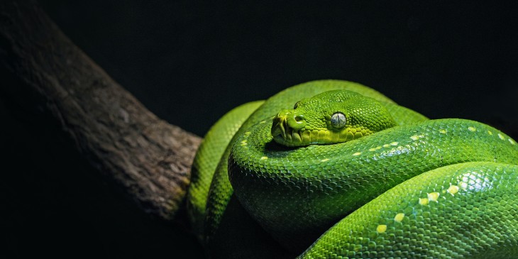 Sonhos Significado: sonhar com Cobra