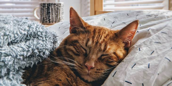 Sonhar com gato é bom? O que cada animal representa durante sono