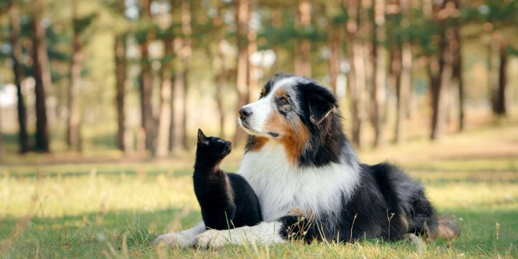 Benzimento para animais – Proteção e amor para os amigos do pelo