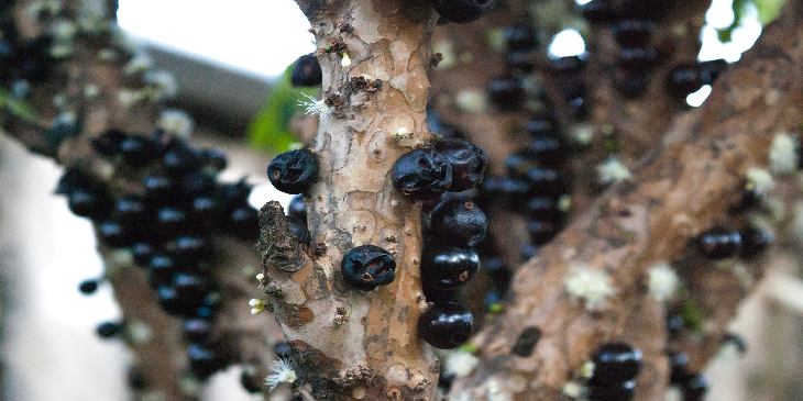 Saiba os significados de sonhar com jabuticaba🌿