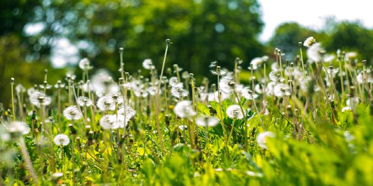 Energia das plantas – A força da natureza à nosso favor