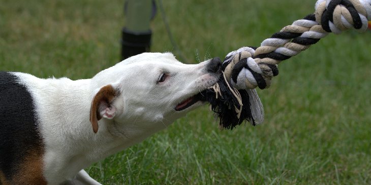 Sonhar com cachorro mordendo