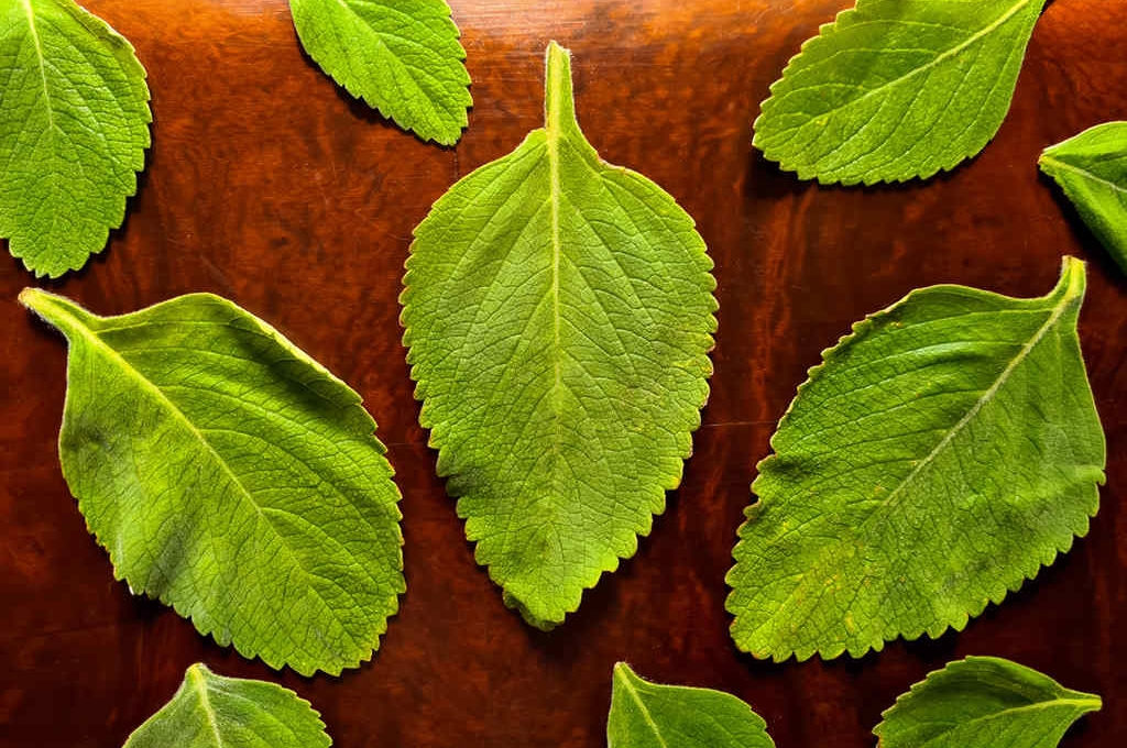 Folhas de boldo, verdes e aveludadas, simbolizando banho de boldo