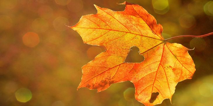 Rituais para Equinócio de Outono – pelo especialista Leonard