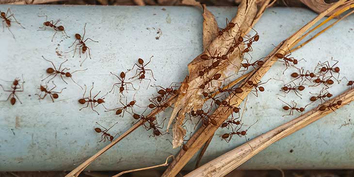 infestação de formigas em casa significado