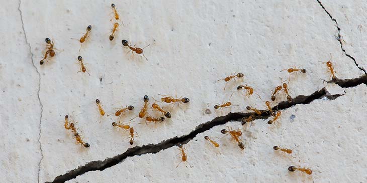 significado de invasão de formigas em casa
